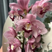 ORCHIDEJA