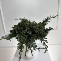 Juniper stabilizuotas