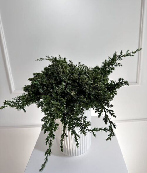 Juniper stabilizuotas