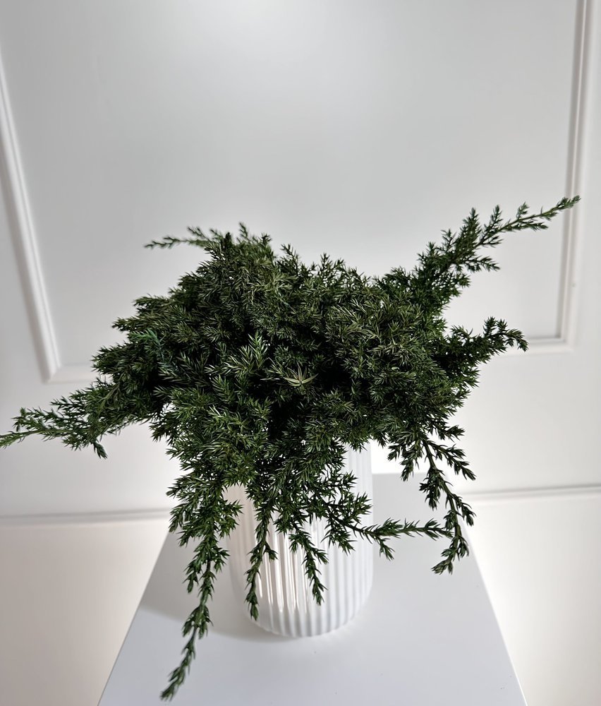 Juniper stabilizuotas