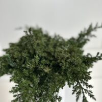 Kadagis