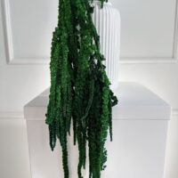 Stabilizuotas amaranth